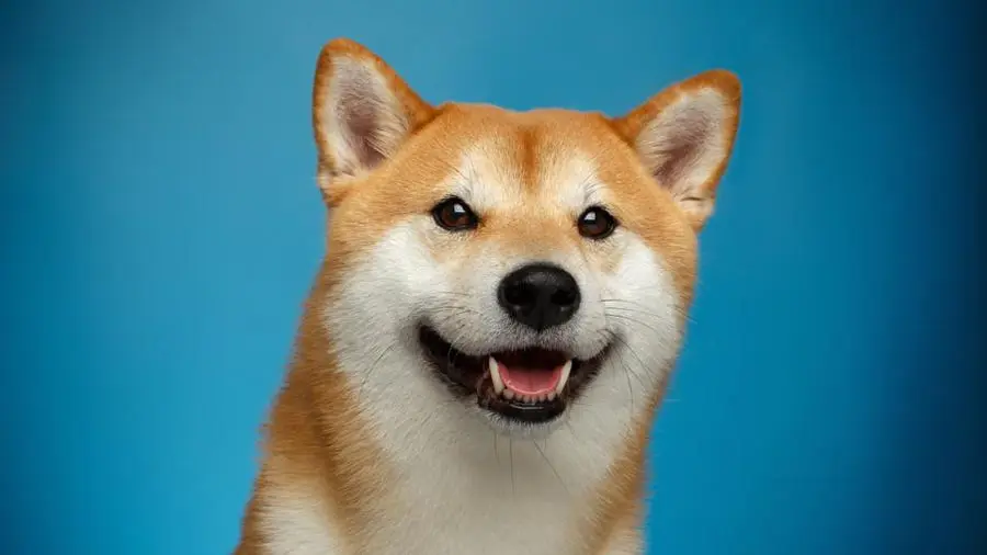 Cum să minezi Dogecoin?